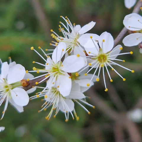 Blüten der Schlehe (Schwarzdorn) 