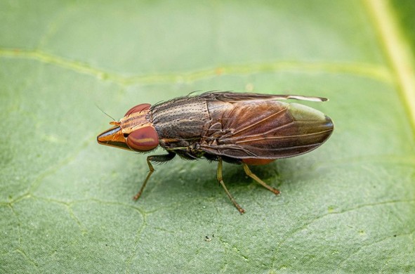 Mosca con cabeza cónica.