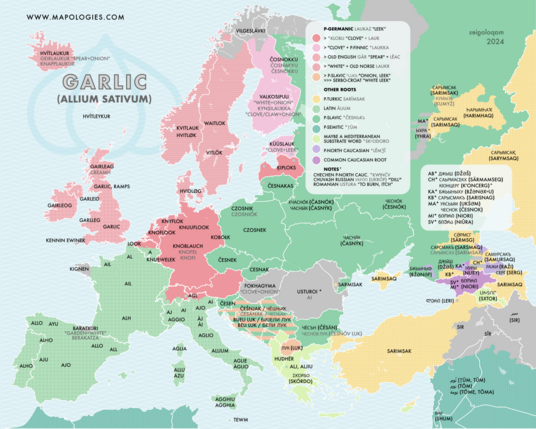 Etymology map of garlic