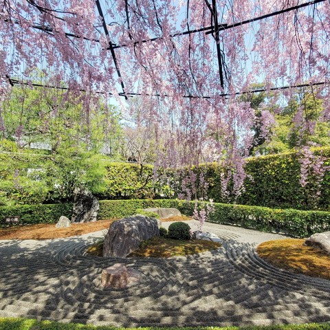A canopy of blossoms above the Garden of Yin and Yang.