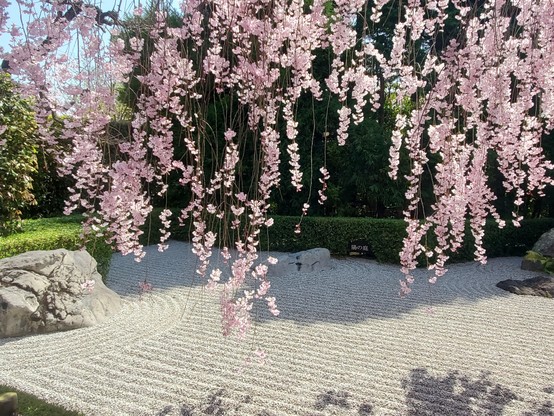 Blossoms hang down above Taizo-in's dry landscape garden.