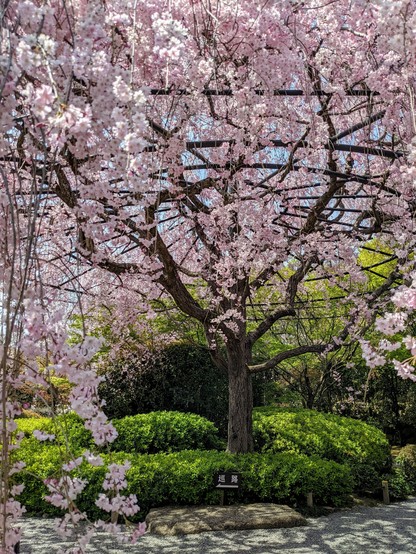 The great weeping cherry greets visitors to Taizo-in's Garden of Yin and Yang.