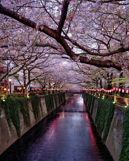 Cherry blossoms in Tokyo, Japan