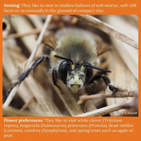 Nesting: They like to nest in shallow hallows of soft mortar, soft cliff faces or occasionally in the ground of compact clay.
Flower preferences: They like to visit white clover (Trifolium repens), lungworts (Pulmonaria), primroses (Primula), dead-nettles (Lamium), comfrey (Symphytum), and spring trees such as apple or pear.
