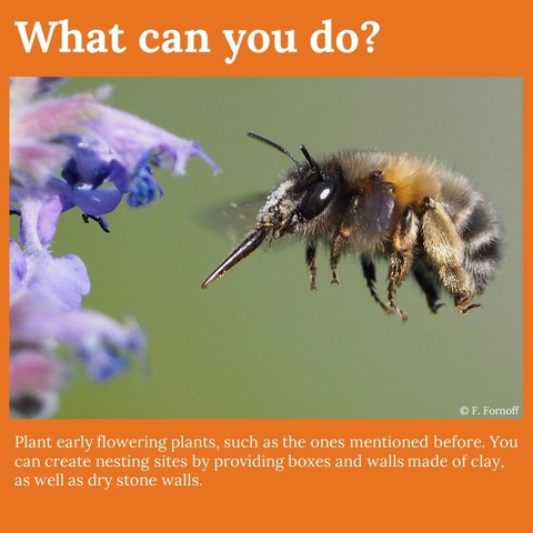 What can you do? 
Plant early flowering plants, such as the ones mentioned above. You can create nesting sites by providing boxes and walls made of clay, as well as dry stone walls. 
