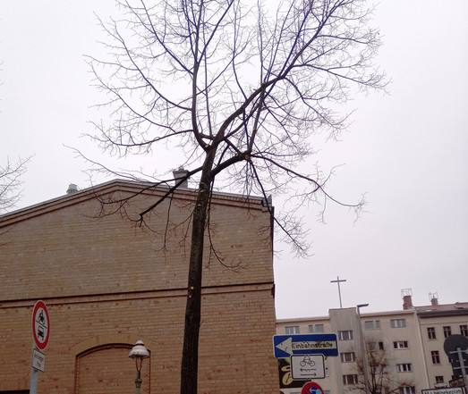 stark beschnittener, hoher Baum
