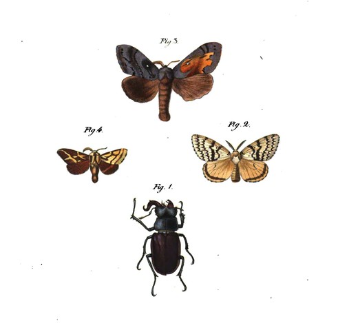 Colour plate depicting four gynandromorph specimens (three butterflies/moths and a beetle) in the collection of the Museum für Naturkunde Berlin by German entomologist Friedrich Klug in 1829. Ref: Friedrich Klug, ‘Bemerkungen bei Gelegenheit der Zergliederung eines Zwitters der Melitaea Didyma O. […] nebst Beschriebung der Zwitter in der Insektensammlung des Königlichen zoologischen Musei in Berlin,’ Verhandlungender Gesellschaft naturforschender Freunde zu Berlin 1 (1829), 363-369.