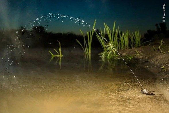 Un mejillón en la orilla de un cuerpo de agua poco profundo escupiendo un chorro de agua en un gran arco.