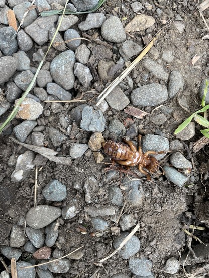 Big fat bug lying in some dirt