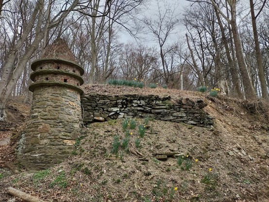 Photo: An old dovecote in the shape of a round rough flagstone turret. It is built into a hillside, and there is part of an old flagstone wall, now with most of the mortar missing and beginning to crumble, adjacent to it. On the hill and the low ridge above the wall are clumps of daffodils, now open and showing their yellow flowers. All of the trees in the background are still bare.