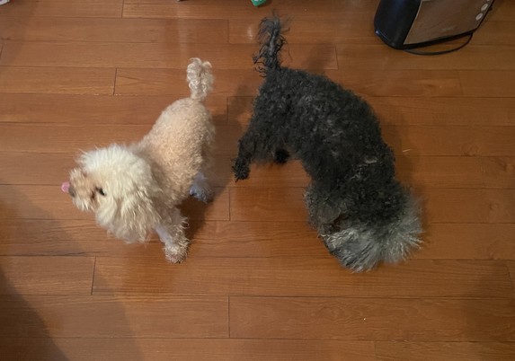 A tiny light brown toy poodle and a small black toy poodle are standing on a wood floor. The tiny dog is looking up to the left at something out of frame that is toast, and the black dog is sniffing something on the floor that is also toast.