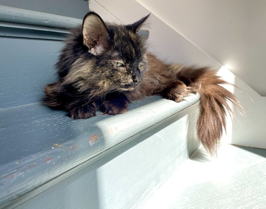 A senior tortie cat is relaxing on an indoor blue stairwell. Her head is closer to the camera while her tail is further away and covered by sun coming through the window. She has one golden eye squinting toward me and a look of disagreement to what ever I’m about to suggest.