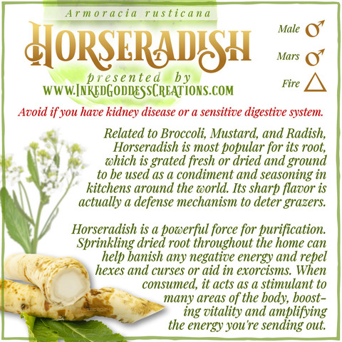 A graphic about Horseradish featuring a photo of the plant, from Inked Goddess Creations.