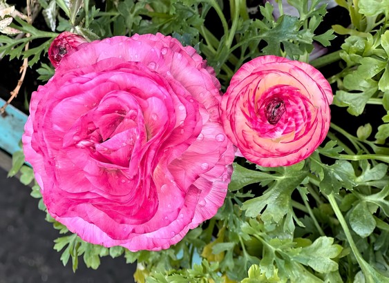 Nahaufnahme Foto von zwei strahlend  pinken Ranukel Blüten