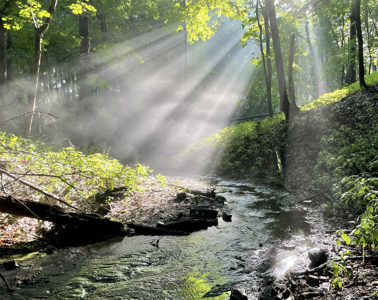 A stream curving through a green wood. It’s just misty enough so that sunlight breaking through the foliage is visible in rays while mist rising from the stream creates thicker bands in the brilliant rays of light. The greens and light are reflected by the water’s surface making it look almost like molten silver. A radiant moment.