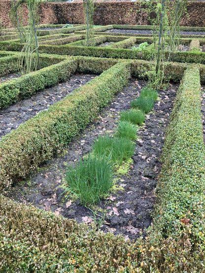 Kruiden zoals hier de bieslook staan in langwerpige bedden 