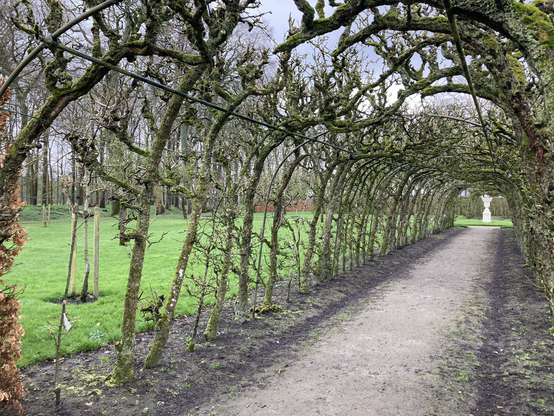 Midden door de fruithof een perenberceau met wel 20 perensoorten 