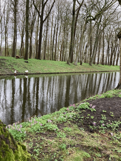 Een blik de tuin uit naar gracht en witte eendjes 