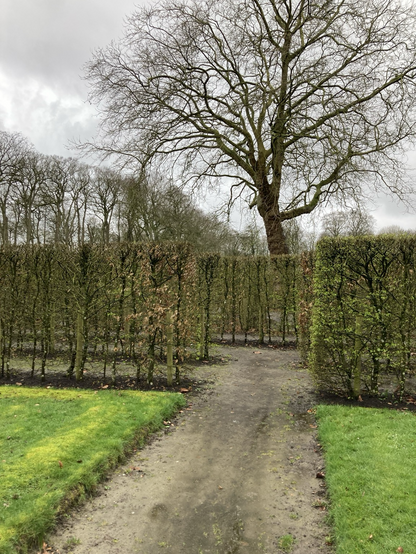 Ingang tot het labyrint met midden tussen al die strak gekapte hagen een oude plataan. Deze doolhof is hier pas in 2010 gekomen, maar had er al 400 jaar kunnen staan 