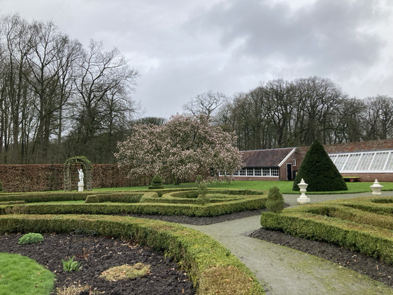 Randje van de lusthofcircel met buxushaagjes. In een nis achter links een wit zandstenen beeld. Centraal Eindelijk de geweldig bloeiende magnolia. Rechts de “kassen” , kleine gebouwtjes met veel ramen, waarin wellicht citroenen werden geplaatst. 