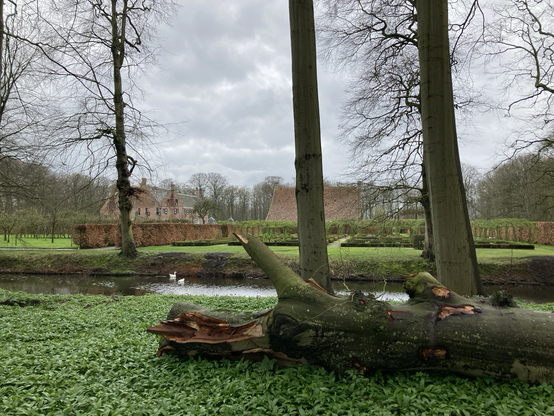 Vooraan een afgezaagde beukenboom , in het midden horizontaal de borg met tuin en daarboven een opklarende hemel 