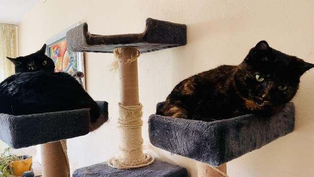 Two black cats resting on a cat tree with a painting on the wall in the background.