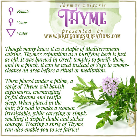 A graphic about Thyme featuring a photo of the plant, from Inked Goddess Creations.