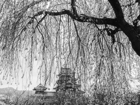 Black and white picture of cherry tree with Buddhist temple in the background in Japan.