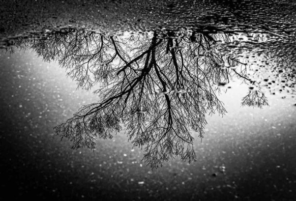 Black and white photograph of a tree's reflection in a rain puddle.