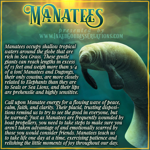 A graphic about Manatees featuring a photo of a manatee, from Inked Goddess Creations.