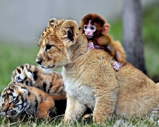 A lion cub with a small monkey on its back and a tiger cub lying beside them on grass.