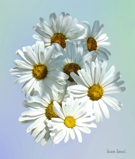 A bouquet of white daisies with yellow centers is presented against a pale blue background.  White daisies represent purity and innocence with their fresh appearance.