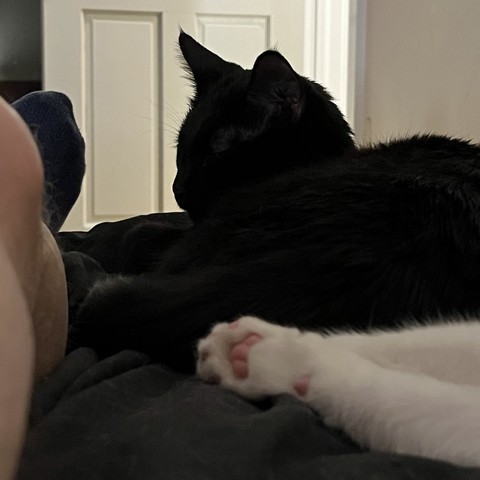 black cat sleeps on bed; white cats' outstretched paws, with pink toe pads, are seen, all next to human's leg