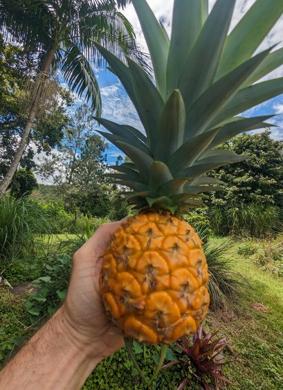 A small but ripe pineapple held in my hand. Garden behind.