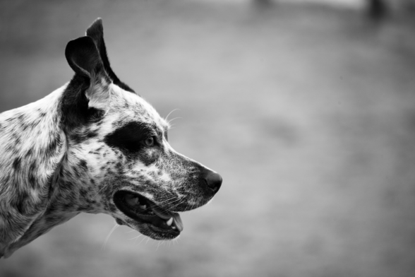Profile of black and white spotted dog