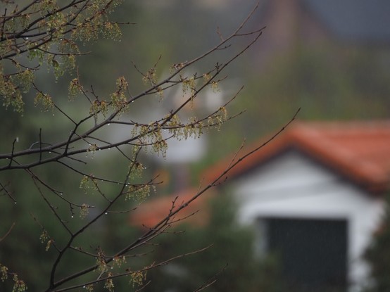 Ramas de árbol con gotas de agua y al fondo se aprecia una casa blanca con tejas rojas