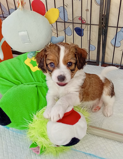 Get Sarov Veya Feya Kooikerhondje 