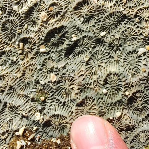 Skeleton of a coral