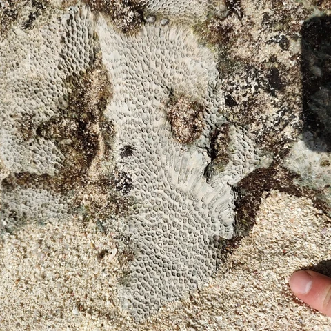 Skeleton of a coral
