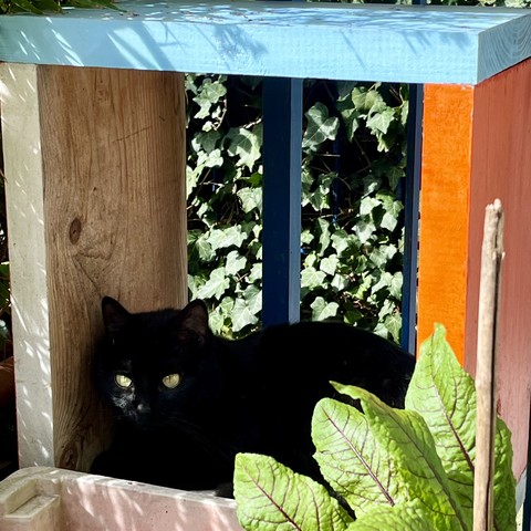 Schwarze Katze in einem bunt angestrichenen Holzregal auf der Terrasse, im Vordergrund Blutampfer.