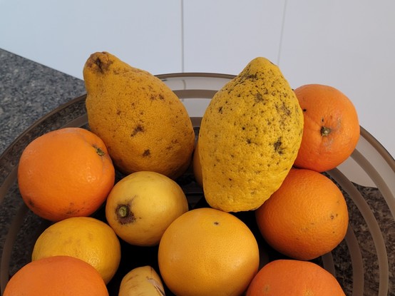 Fruit bowl with different citrus fruits including Citrons (Citrus medica)