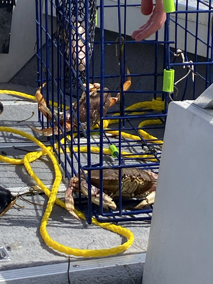 Two dungeness crabs inside of a crab trap are brought aboard the boat, ready to be inspected for sex and size, as only male crabs of a certain width are permissible to keep with a recreational shellfish license.