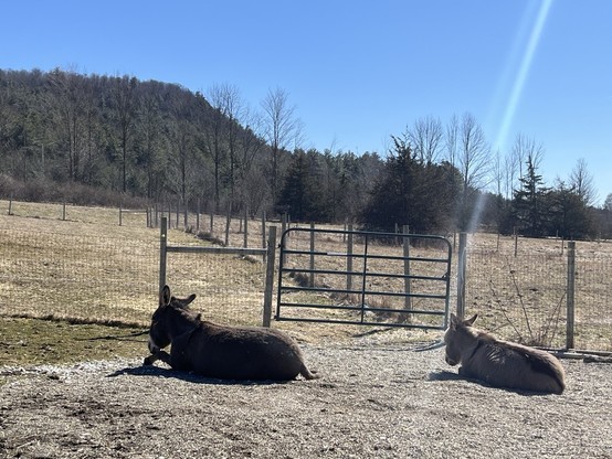Two donkeys napping in the sun