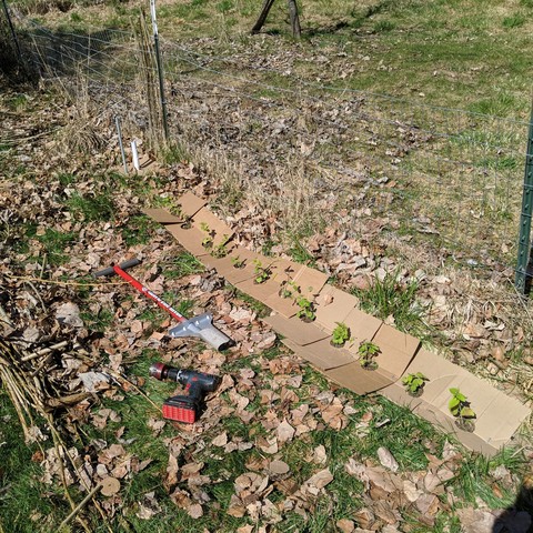 A photo of 12 more cells of Agastache foeniculum planted. This time they were put in holes cut with a bulb planter and have had cardboard put around them that has a hole cut into it for each cell. The bulb planter is laying in the leaves and grass to the left of the plantings along with an 18 volt bosch cordlerss drill with a hole saw in it. Beyond and above the row is a single apple tree seedling that has a plastic mouse guard on it and a metal stake driven next to it. Cardboard has been placed around it too, which slows down the grass from growing for a while.