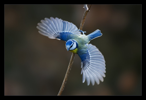 A blue tit with wings spread to full extent just taking off from a teasel stalk, on foot still making contact with stalk but only just. Blue Tits are small birds similar to chickadees in the Americas. The have blue and white heads with a black eye strip, shoulders are same azure blue as head parts, as is the tail. In this image the bird is backlit so there is a bright outline around it. You can just see the yellow breast as the bird is angled downwards as it prepares to swoop down to a point towards the lower left hand side. The background is smooth and dark with hints of brown from out of focus beech leaves.  