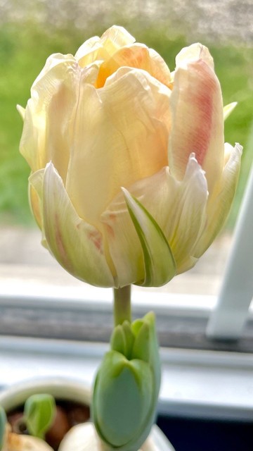 Close-up of a double tulip in shades of yellow, peach and a little rose-pink. It is lit from behind almost as if there is a small light inside it. You can see its stem and leaves but they look small due to the perspective. At the base the bulb is visible surrounded by clay balls between which water surface can be glimpsed. Behind the flower is a window through which a narrow wall and some grass are visible. 