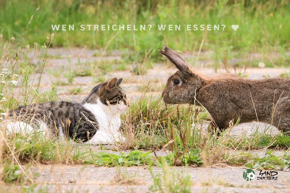 Eine Katze und ein Kaninchen stehen sich gegenüber. Darüber steht: "Wen streicheln? Wen Essen?"