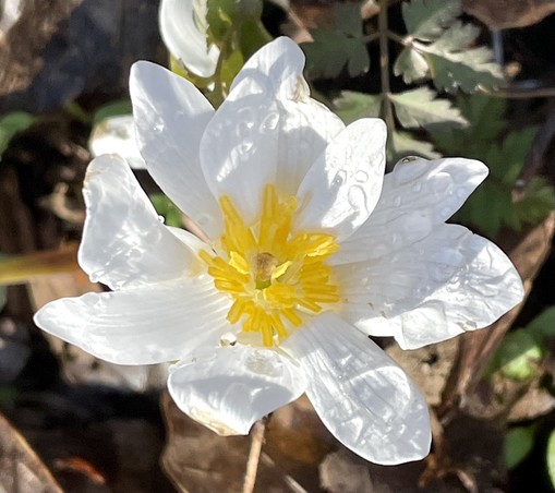 A flower with many longish white petals and in the center bright yellow stamens. Many raindrops in the petals catch and reflect brilliant slightly golden sunlight that casts the whole flower in brilliant light and shadow