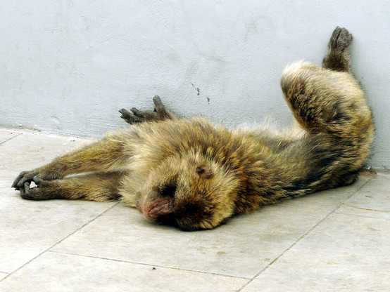 “It's hot today!” Rock “Ape” (Actually a type of tailless Macaque monkey) at Top Station, Gibraltar.