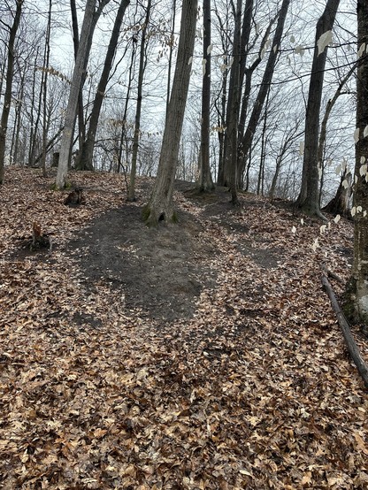Photo taken from the bottom of a 50 foot high hill looking up, leaves on the ground from last fall, bare trees and stumps with scattered patches of dark exposed soil. 